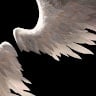 rap. (fatxxix)'s Drift.rip BIO Avatar
