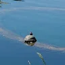 Levon Cook's Drift.rip BIO Avatar