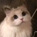 neeiloveu's Drift.rip BIO Avatar