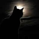 the.official.cat's Drift.rip BIO Avatar