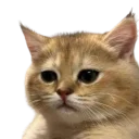 Drift.rip - Viewer Avatar