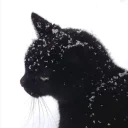 Drift.rip - Viewer Avatar