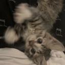 co_ov's Drift.rip BIO Avatar