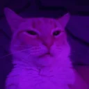 Drift.rip - Viewer Avatar