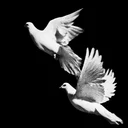 nicefarm's Drift.rip BIO Avatar