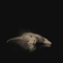 Drift.rip - Viewer Avatar