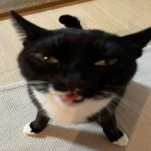 Drift.RIP User Avatar