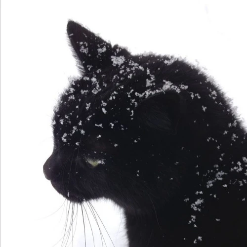 Drift.RIP User Avatar